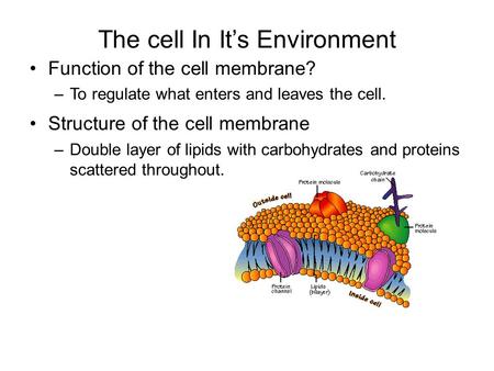 The cell In It’s Environment Function of the cell membrane? –To regulate what enters and leaves the cell. Structure of the cell membrane –Double layer.