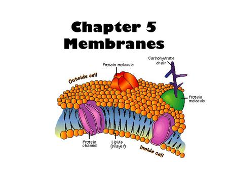 Chapter 5 Membranes.