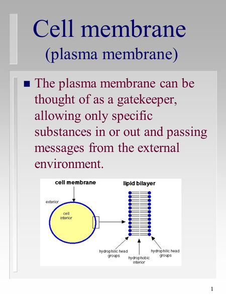 1 Cell membrane (plasma membrane) n The plasma membrane can be thought of as a gatekeeper, allowing only specific substances in or out and passing messages.