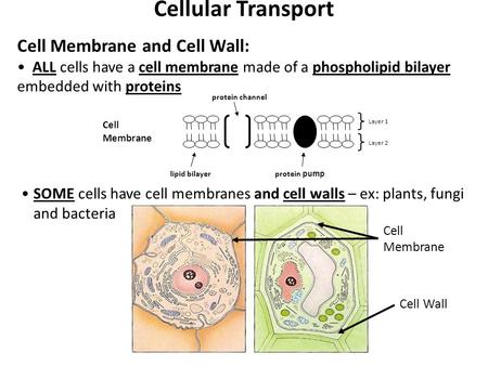 Cellular Transport Cell Membrane and Cell Wall: ALL cells have a cell membrane made of a phospholipid bilayer embedded with proteins Cell Membrane lipid.