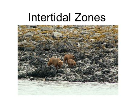 Intertidal Zones. An intertidal zone, also called the littoral zone, is the zone between mean high water and mean low water levels.