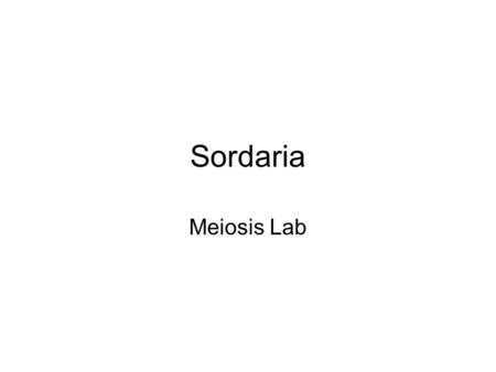Sordaria Meiosis Lab. Sample of Sordaria in petri dish.