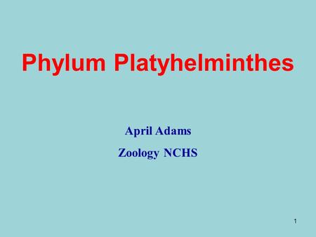 1 Phylum Platyhelminthes April Adams Zoology NCHS.