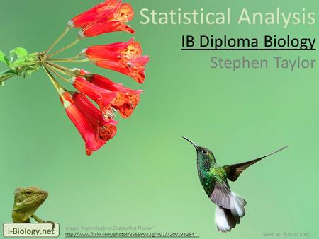 Statistical Analysis IB Diploma Biology Stephen Taylor Image: 'Hummingbird Checks Out Flower'