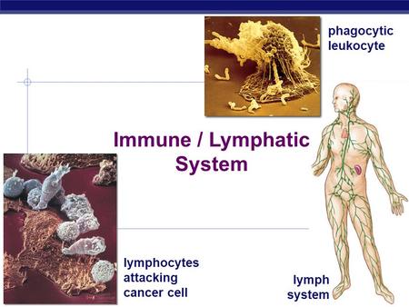 AP Biology 2007-2008 Immune / Lymphatic System lymphocytes attacking cancer cell phagocytic leukocyte lymph system.