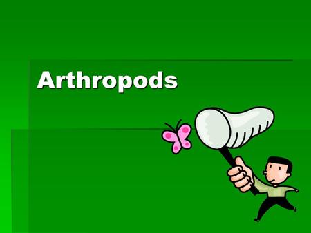 Arthropods.  ARTHROPODS  1 million known species of arthropods.  May be up to 30 million species in the world’s tropical rain forests. Two out of three.