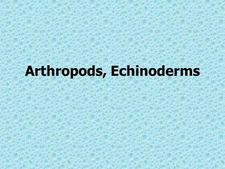 Arthropods, Echinoderms. Phylum Arthropoda Characteristics –Largest group of animals –Have jointed appendages which include legs, antennae, claws and.