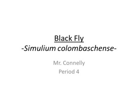 Black Fly -Simulium colombaschense- Mr. Connelly Period 4.