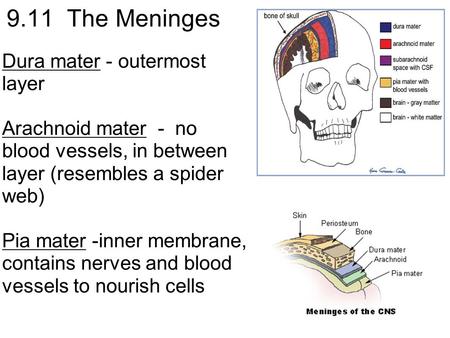9.11 The Meninges Dura mater - outermost layer Arachnoid mater - no blood vessels, in between layer (resembles a spider web) Pia mater -inner membrane,