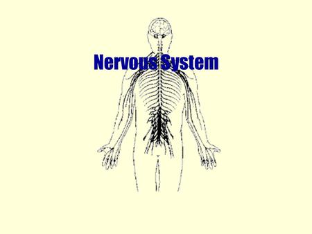 Nervous System Divisions Central Nervous System –Brain & Spinal Chord Peripheral Nervous System –Autonomic-involuntary –Somatic-voluntary.
