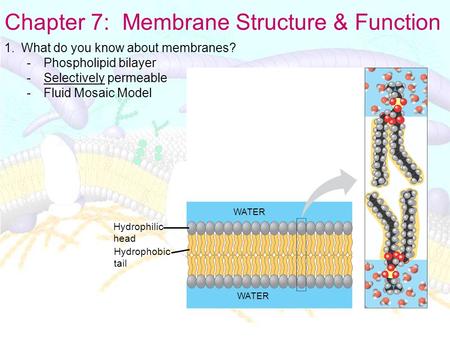 Chapter 7: Membrane Structure & Function 1.What do you know about membranes? -Phospholipid bilayer -Selectively permeable -Fluid Mosaic Model Hydrophilic.