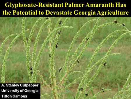 Glyphosate-Resistant Palmer Amaranth Has the Potential to Devastate Georgia Agriculture A. Stanley Culpepper University of Georgia Tifton Campus.