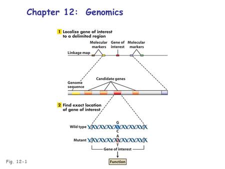 Fig. 12-1 Chapter 12: Genomics. Genomics: the study of whole-genome structure, organization, and function Structural genomics: the physical genome; whole.