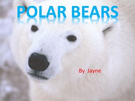 By Jayne. Polar bears do not really have any predators. Polar bears only predators are humans. Bears Polar are on the worldwide endangered list.