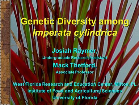 Genetic Diversity among Imperata cylindrica Josiah Raymer, Undergraduate Research Assistant Mack Thetford, Associate Professor West Florida Research and.