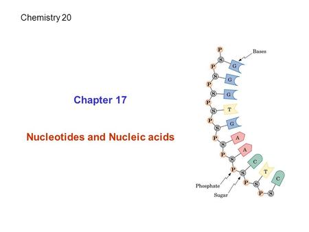 Chapter 17 Nucleotides and Nucleic acids Chemistry 20.
