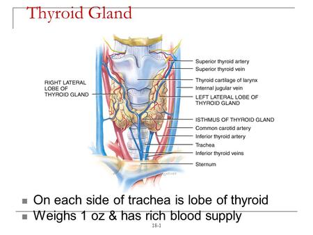 18-1 Thyroid Gland On each side of trachea is lobe of thyroid Weighs 1 oz & has rich blood supply.