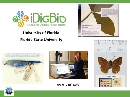 University of Florida Florida State University www.iDigBio.org.