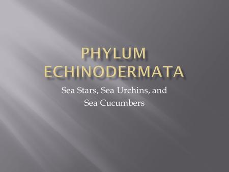 Sea Stars, Sea Urchins, and Sea Cucumbers