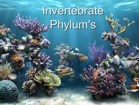 Invertebrate Phylum's. Invertebrate Basics: Animals with no backbones Multi-cellular, cells have no cell walls Most can move Most have symmetry, meaning.