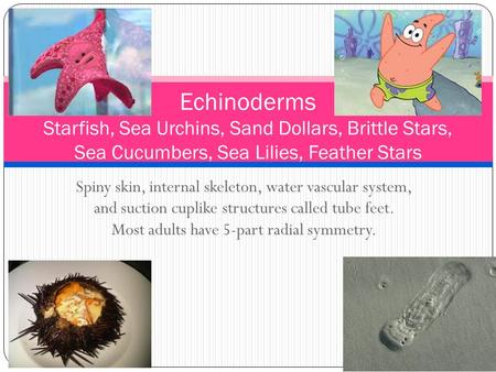 Spiny skin, internal skeleton, water vascular system, and suction cuplike structures called tube feet. Most adults have 5-part radial symmetry. Echinoderms.