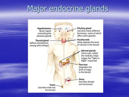 Major endocrine glands. The Hypothalamus Small structure at the base of the brain Regulates many body functions, including appetite and body temperature.