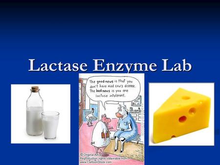 Lactase Enzyme Lab.