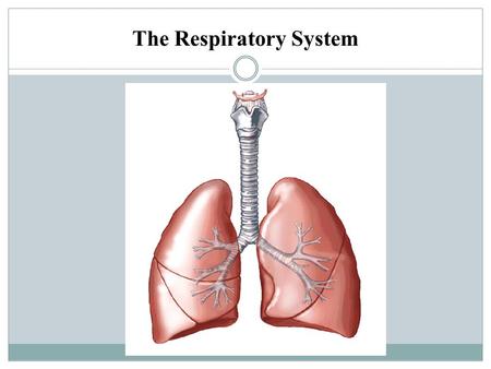 The Respiratory System. Parts of Respiratory System Nasal Cavity Pharynx Larynx Trachea Bronchi Bronchioles Alveoli Lungs Pleura.
