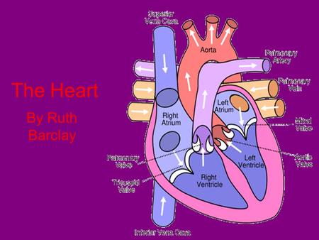 The Heart By Ruth Barclay. How the heart works Your heart is a muscular organ that acts like a pump to continuously send blood throughout your body. Your.