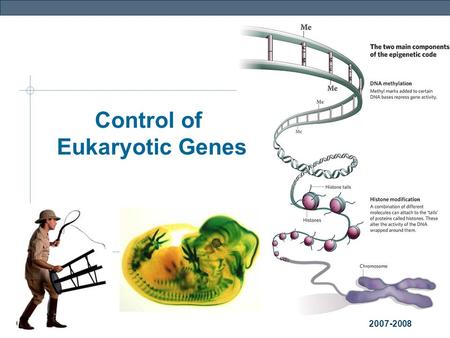 Genetics 2007-2008 Control of Eukaryotic Genes Genetics The BIG Questions… How are genes turned on & off in eukaryotes? How do cells with the same genes.