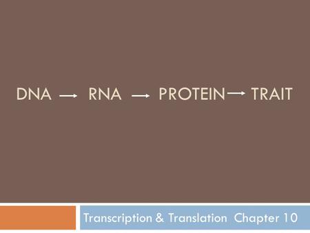 DNA RNA PROTEIN TRAIT Transcription & Translation Chapter 10.