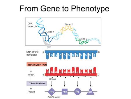 From Gene to Phenotype DNA molecule Gene 1 Gene 2 Gene 3 DNA strand (template) TRANSCRIPTION mRNA Protein TRANSLATION Amino acid A CCAAACCGAGT U G G U.