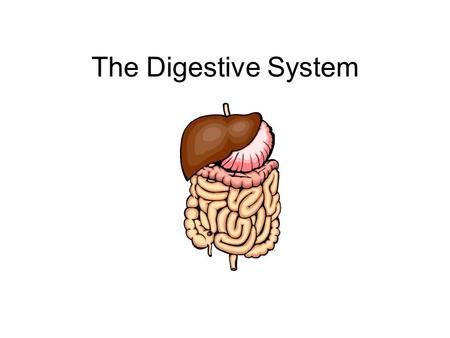 The Digestive System. Functions Ingestion (eating) Grinding Digestion Absorption of nutrients Elimination of solid wastes.
