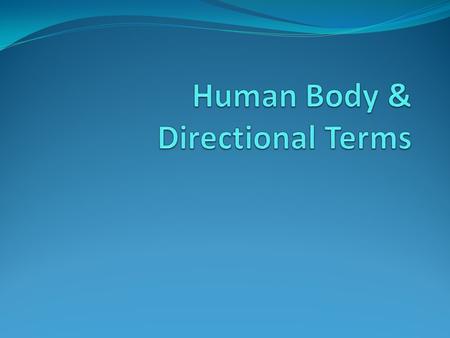 Human Body & Directional Terms