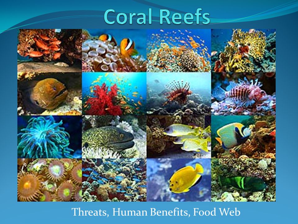 coral reef food web