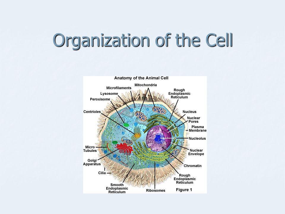 Organization of the Cell - ppt download