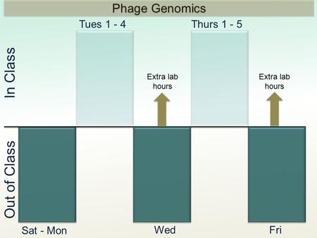 In Class Out of Class Tues 1 - 4Thurs 1 - 5 Sat - Mon WedFri Extra lab hours Phage Genomics Extra lab hours.