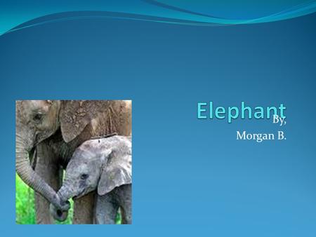 Elephant By, Morgan B..