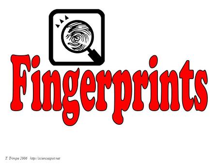 T. Trimpe 2006  Fingerprint Principles According to criminal investigators, fingerprints follow 3 fundamental principles: A fingerprint.