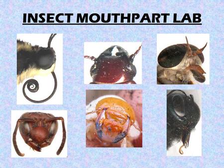 INSECT MOUTHPART LAB.