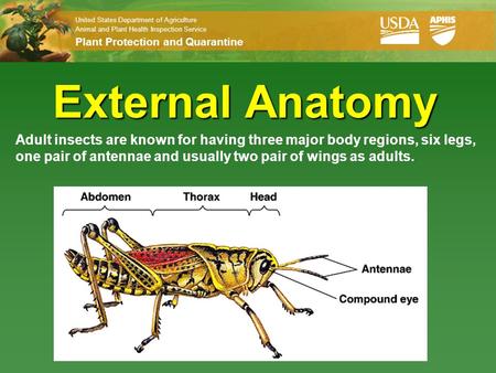 External Anatomy Adult insects are known for having three major body regions, six legs, one pair of antennae and usually two pair of wings as adults.