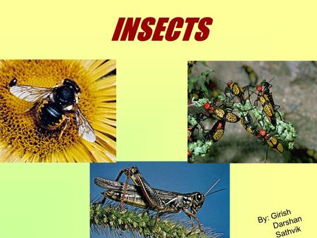 INSECTS By: Girish Darshan Sathvik. Insect ??? Any member of the class Insecta, the largest class of the phylum Arthropoda is called an insect. In a popular.