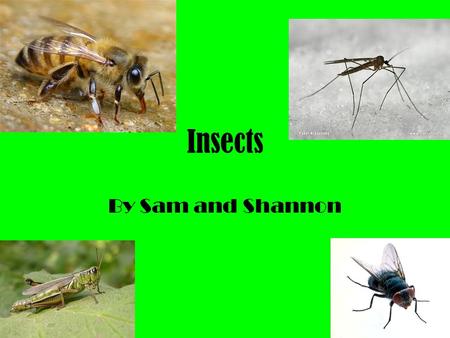 Insects By Sam and Shannon. Contents Page 1 Caterpillar Page 2 Bees Page 3 Dung beetles Page 4 Flies Page 5 Ladybirds Page 6 Glossary.