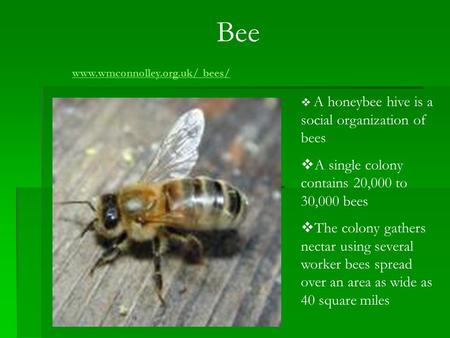 Bee  A honeybee hive is a social organization of bees  A single colony contains 20,000 to 30,000 bees  The colony gathers nectar using several worker.
