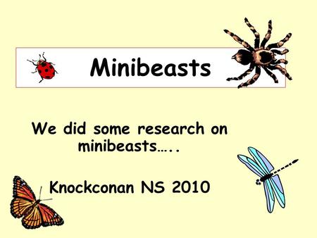 Minibeasts We did some research on minibeasts….. Knockconan NS 2010.