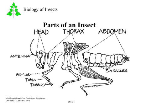 368.T1 Model Agricultural Core Curriculum: Supplement University of California, Davis Biology of Insects Parts of an Insect.