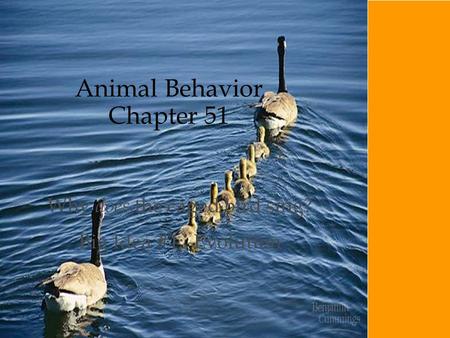 Animal Behavior Chapter 51 Why does the caged bird sing? Big Idea #1: Evolution.