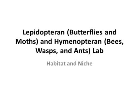 Lepidopteran (Butterflies and Moths) and Hymenopteran (Bees, Wasps, and Ants) Lab Habitat and Niche.