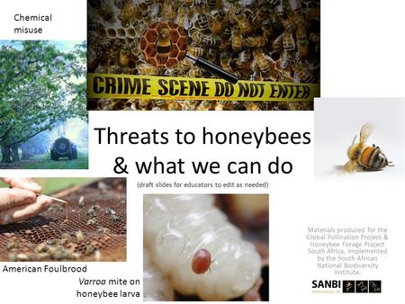 Threats to honeybees & what we can do (draft slides for educators to edit as needed) Varroa mite on honeybee larva American Foulbrood Chemical misuse Materials.
