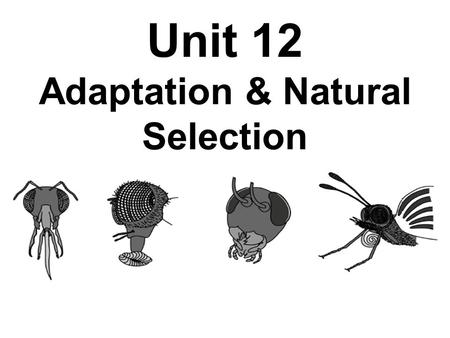 Unit 12 Adaptation & Natural Selection. Pre-Assessment 1. A man becomes a fireman. While working at his job, he grows strong and his muscles get big due.